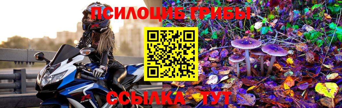 Псилоцибиновые грибы Psilocybine cubensis Кизилюрт